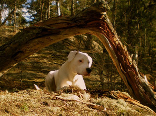Dogo Argentino